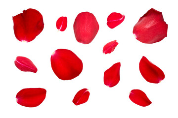 Red rose flower petal collection isolated on a flat background.