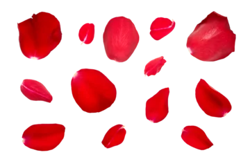 Fototapeten Red rose flower petal collection isolated on a flat background. © Duncan Andison
