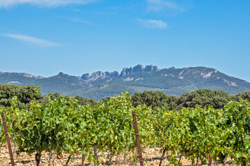 paysage de vignes en été avec les dentelle de Montmirail en arrière plan	 - obrazy, fototapety, plakaty