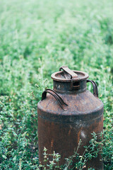 Obraz premium old milk can in a field with alfalfa