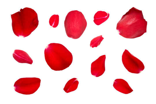 Red rose flower petal collection isolated on a flat background.