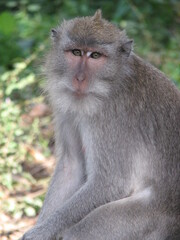 Naklejka na ściany i meble portrait of macaque