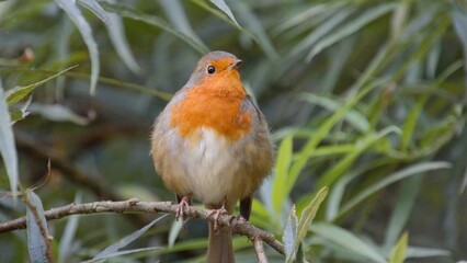 robin on a branch