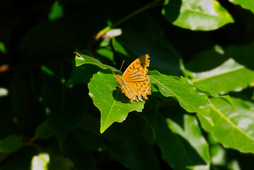 Silver-washed Fritillary butterfly (Argynnis paphia) perched on green leaf in Zurich, Switzerland