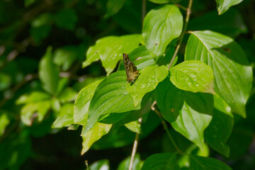 Speckled Wood Butterfly (Pararge aegeria) perched on green leaf in Zurich, Switzerland