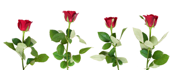 A collection of Valentines Red Roses isolated on a flat background