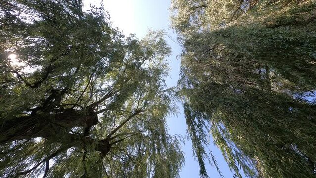 weeping willow in the park by the creek