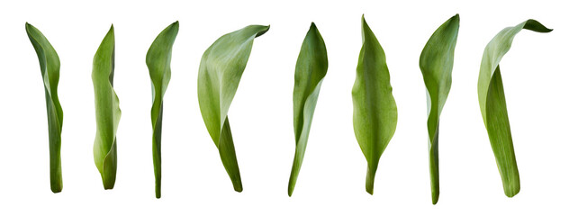 A collection of tulip leaves isolated on a flat background.