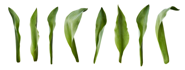 A collection of tulip leaves isolated on a flat background.