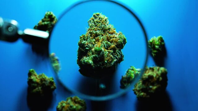 Focusing on Marijuana Buds with Magnifying Glass on Blue Background