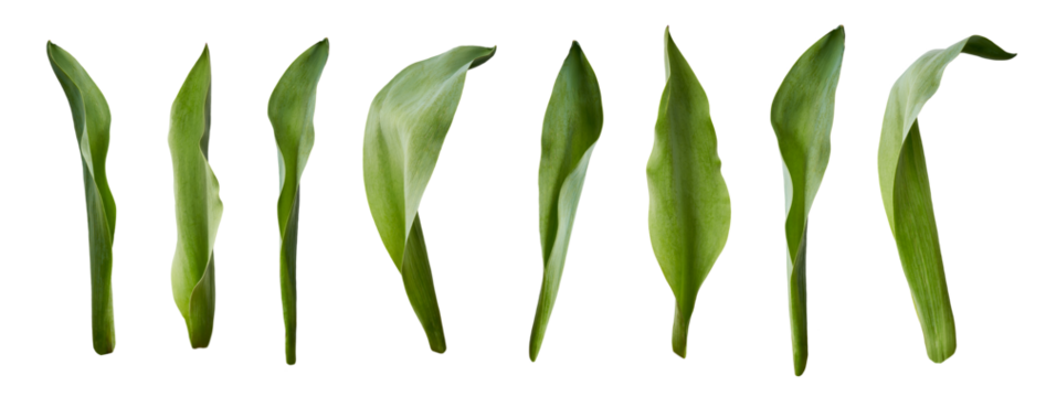 A collection of tulip leaves isolated on a flat background.
