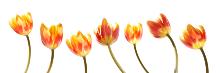 A collection of red and yellow tulip flowers isolated on a flat background