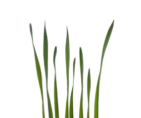 Collection of Daffodil leaves isolated on a flat background.