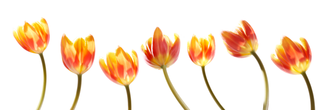 A collection of red and yellow tulip flowers isolated on a flat background