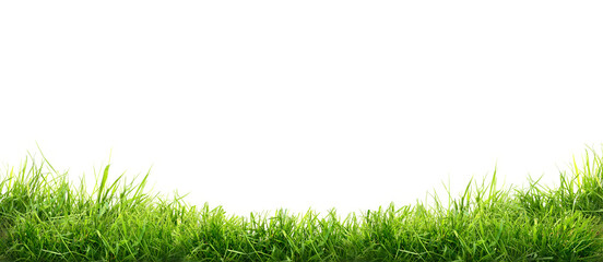 Fresh green grass isolated against a flat background