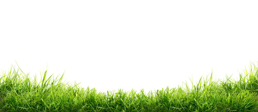Fresh green grass isolated against a transparent background © Duncan Andison
