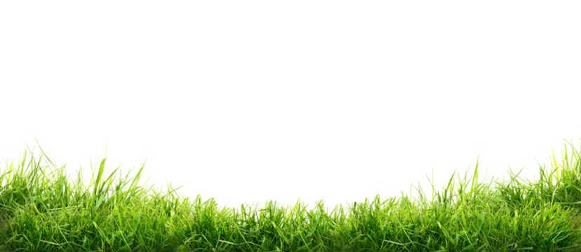 Fresh green grass isolated against a transparent background