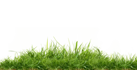 Foto auf Acrylglas Gras Frisches grünes Gras isoliert vor einem flachen Hintergrund
