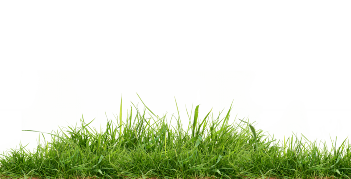 Fresh green grass isolated against a transparent background