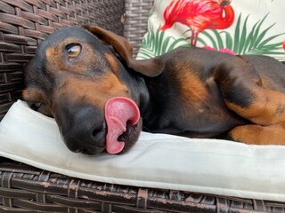 Dachshunds tongue