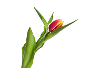 A single red and yellow tulip flower isolated on a flat background.
