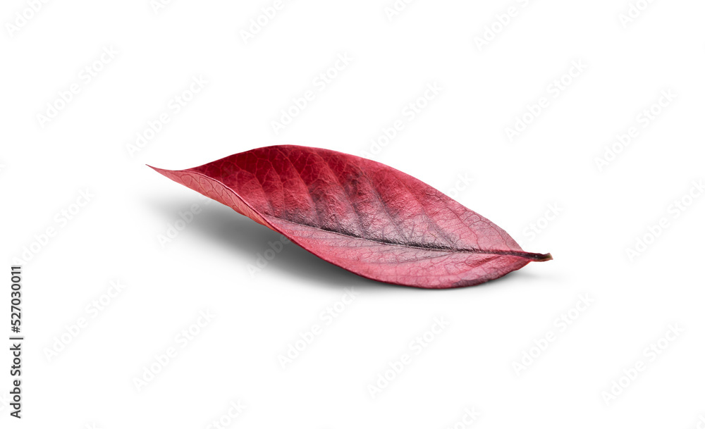 Poster rustic autumn golden red and brown leaves showing the veins of the leaf isolated on a flat backgroun