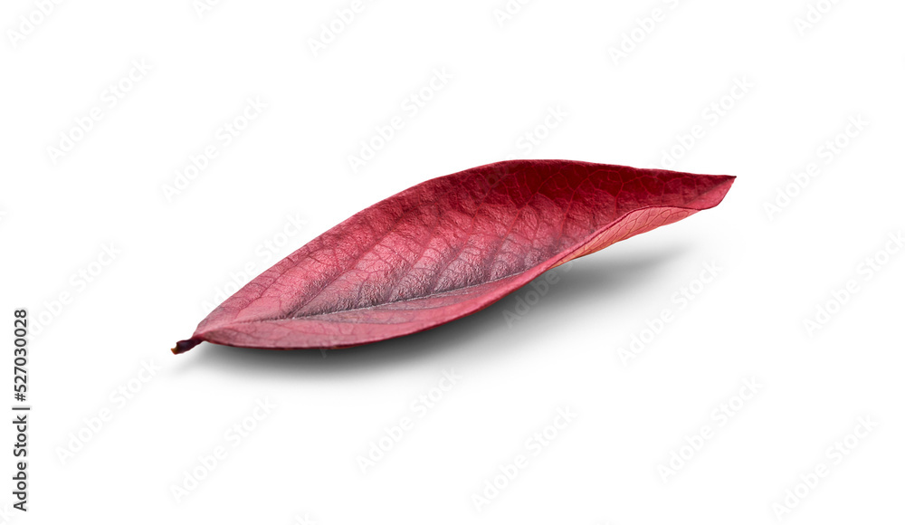 Wall mural rustic autumn golden red and brown leaves showing the veins of the leaf isolated on a flat backgroun