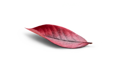 Rustic autumn golden red and brown leaves showing the veins of the leaf isolated on a flat background.