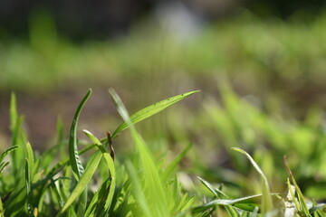 Grass