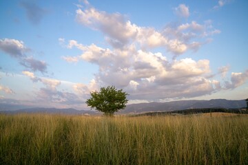 Obraz premium Abandoned walnut or cherry tree on meadow in nature. Slovakia
