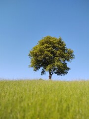 Fototapeta na wymiar Abandoned walnut or cherry tree on meadow in nature. Slovakia