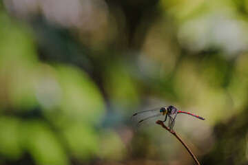 dragonfly with blur background
blur background for writing text
