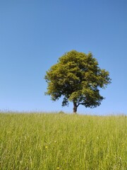 Abandoned walnut or cherry tree on meadow in nature. Slovakia