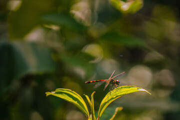 dragonfly with blur background
blur background for writing text