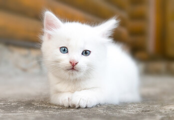 white cute little kitten lies down and stares seriously at the camera