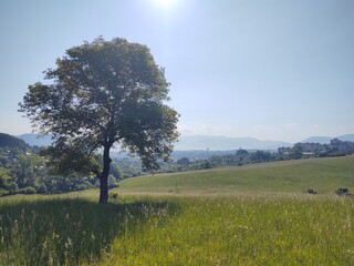 Fototapeta premium Abandoned walnut or cherry tree on meadow in nature. Slovakia