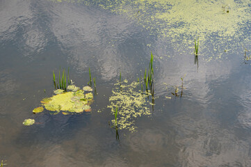 Aquatic plants that try to grow through the polluted water surface.