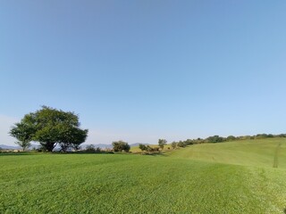 Abandoned walnut or cherry tree on meadow in nature. Slovakia