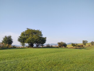 Abandoned walnut or cherry tree on meadow in nature. Slovakia