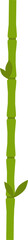 bamboo vector design illustration isolated on transparent background