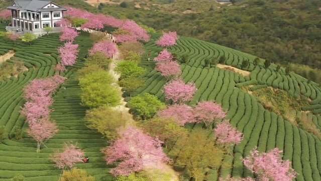 LONGYAN, CHINA - blossoming cherry trees at a tea plantation in Yongfu Town in Longyan, Fujian Province of China. (aerial photography)