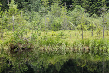 Obraz premium Lake in the forest. Beautiful summer, spring landscape in Ukraine in Carpathian mountains.