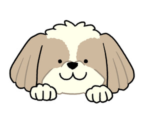 シーズーの顔