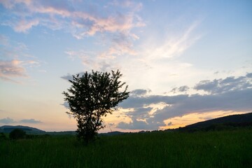 Fototapeta na wymiar Abandoned walnut or cherry tree on meadow in nature. Slovakia