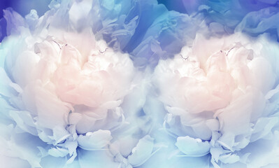 Fototapeta premium Floral blue background. Flowers and peony petals. Flower composition. Nature.