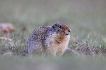Columbian ground squirrel (Urocitellus columbianus) Banff Canada