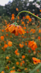 orange flowers in the garden