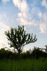 Obraz premium Abandoned walnut or cherry tree on meadow in nature. Slovakia