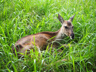 Fototapeta premium Roe deer in grass. Roe Deer Observation Centre, Jeju Island, South Korea.