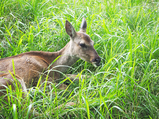 Roe deer in grass. Roe Deer Observation Centre, Jeju Island, South Korea.